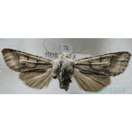 Perigrapha i-cinctum (Denis & Schiffermüller, 1775) Czech7k